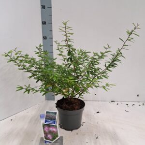 schrub Calliandra surinamensis Di Calliandra surinamensis 'Dixie Pink'
(6 Plants/Order)(17cmP 30cmH)