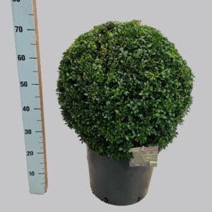 Buxus other Buxus semp. ball 45 cm C20
(1 Plants/Order)(37cmP 70cmH)