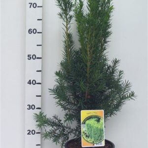 Taxus media Hicksii Taxus media 'Hicksii'
(1 Plants/Order)(19cmP 75cmH)