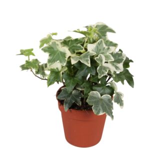 Hedera Tonny Hedera helix Tonny*
(12 Plants/Order)(9cmP 5cmH)