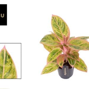 Aglaonema Salmon Fantasy Aglaonema Salmon Fantasy
(6 Plants/Order)(12cmP 30cmH)