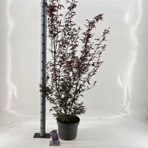 Acer palmatum Skeeters Broom Acer pal. 'Skeeters Broom'
(1 Plants/Order)(29cmP 60cmH)