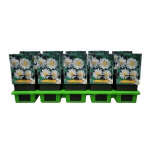 Anemone Anemone Whirlwind P11
(10 Plants/Order)(11cmP 25cmH)