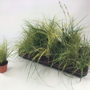 Carex mix Carex mix p8
(21 Plants/Order)(8cmP 15cmH)