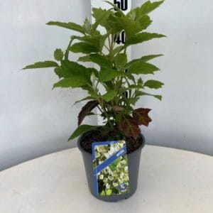 Hydrangea quercifolia
(1 Plants/Order)(19cmP 50cmH)