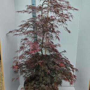 Acer palmatum Inaba-shidare Acer palmatum 'Inaba-Shidare'
(1 Plants/Order)(59cmP 180cmH)