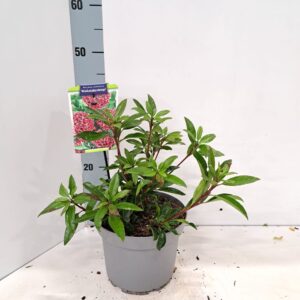 Kalmia latifolia Kalmia lat. 'Kaleidoskop'
(1 Plants/Order)(21cmP 30cmH)