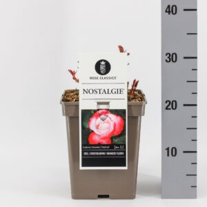 Rosa other Rosa (TH) Nostalgie ®, C5
(1 Plants/Order)(23cmP 35cmH)