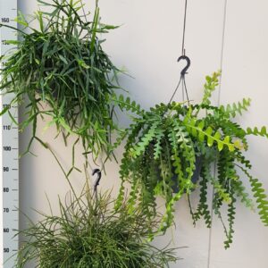 Rhipsalis Rhipsalis mixed 25cm
(1 Plants/Order)(25cmP 60cmH)