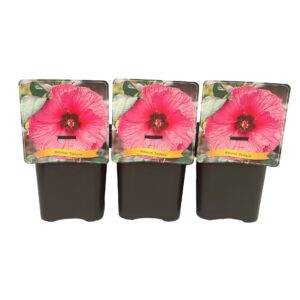 Hibiscus Hibiscus 'Fantasia' C5
(1 Plants/Order)(21cmP 35cmH)