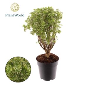 Polyscias Polyscias Hawaiiana Ming Gold Bonsai
(6 Plants/Order)(14cmP 50cmH)