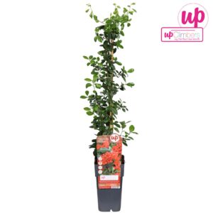 Pyracantha Red Column Pyracantha coccinea Red Column P15
(10 Plants/Order)(15cmP 65cmH)