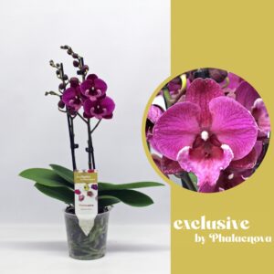 Phalaenopsis other purple more Julita 2-tak 50cm (GROEN)
(10 Plants/Order)(12cmP 50cmH)