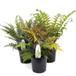 Varens mixed Varens winterhard C5
(1 Plants/Order)(23cmP 30cmH)