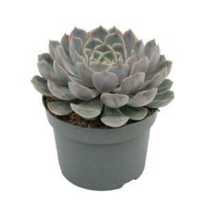 Echeveria Orion Echeveria orion 13 cm
(6 Plants/Order)(13cmP 15cmH)
