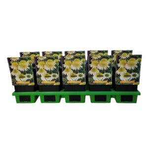 Echinacea purpurea Echinacea 'Delicious Nougat' P11 
(10 Plants/Order)(11cmP 25cmH)