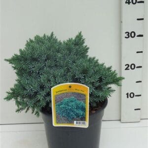 Juniperus squamata Blue Star Juniperus squamata 'Blue Star'
(1 Plants/Order)(19cmP 40cmH)