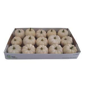 Cucurbita Casperita Baby Plant 15
(15 Plants/Order)(10cmP cmH)