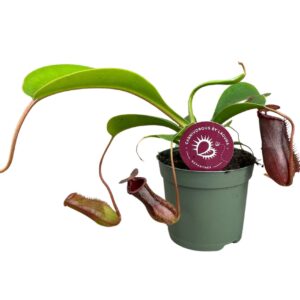 Nepenthus Nepenthes Lowii 8,5 cm
(22 Plants/Order)(8.5cmP 20cmH)
