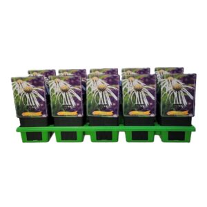 Echinacea purpurea Echinacea Pallida 'Hula Dancer' P11
(10 Plants/Order)(11cmP 25cmH)