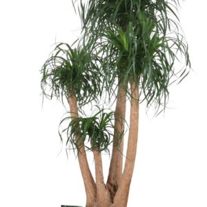 Nolina recurvata Beaucarnea rec. busch
(1 Plants/Order)(60cmP 200cmH)