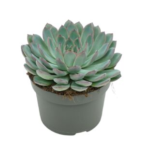 Echeveria Apus Echeveria apus 13 cm
(6 Plants/Order)(13cmP 15cmH)