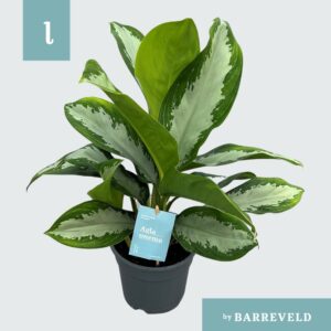 Aglaonema Diamond Bay Green agla 'Diamond Bay' (Aglaonema)
(6 Plants/Order)(17cmP 60cmH)