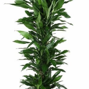 Dracaena Janet Lind Dracaena Janet Lind busch P34
(1 Plants/Order)(34cmP 180cmH)