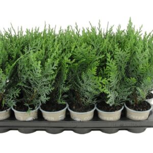 Chamaecyparis Pelts Blue Chamaecyparis lawsoniana 'Pelt's Blue'
(18 Plants/Order)(9cmP 20cmH)