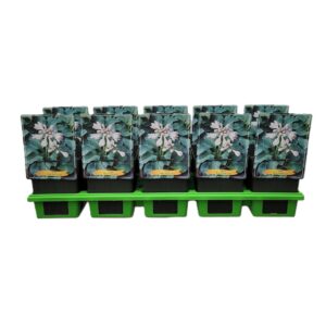 Hosta other Hosta 'Blue Mouse Ears' P11
(10 Plants/Order)(11cmP 25cmH)