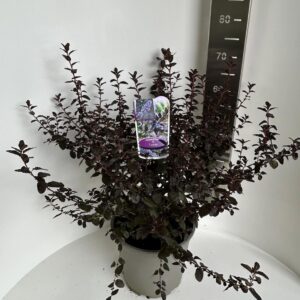 Ceanothus Ceanothus 'Tuxedo' PBR
(1 Plants/Order)(23cmP 40cmH)