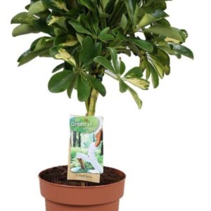 Schefflera Gold Capella Schefflera Gold Capella - gevlochten stam
(1 Plants/Order)(17cmP 60cmH)