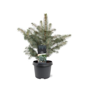 Picea pungens Glauca Picea pungens 'Glauca'
(5 Plants/Order)(19cmP 35cmH)