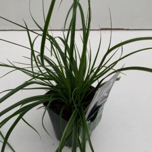 Carex Evercolor Everlime Carex 'Everlime'
(10 Plants/Order)(13cmP 25cmH)