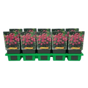 Anemone Anemone Pamina P11
(10 Plants/Order)(11cmP 25cmH)