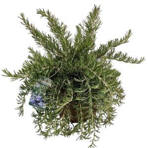 Rosmarinus Prostratus Rosmarinus Prostratus Bush - 1154
(3 Plants/Order)(19cmP 40cmH)