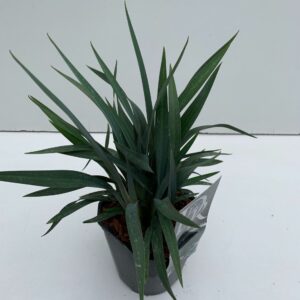 Siergrassen mix Dianella 'Blue Stream'
(6 Plants/Order)(17cmP 30cmH)