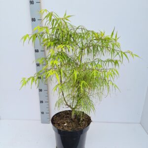 Acer palmatum Koto-no-ito Acer palmatum 'Koto-no-ito'
(1 Plants/Order)(26cmP 80cmH)