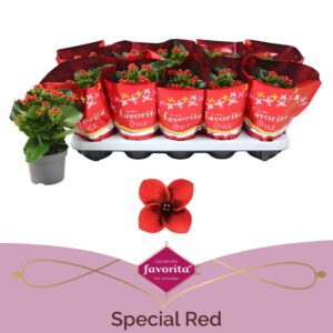Kalanchoe blossfeldiana Fogo Kalanchoë Favorita Special Red
(12 Plants/Order)(10.5cmP 25cmH)