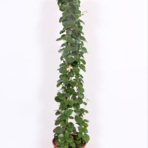 Cissus rotundifolia Cissus rotundifolia piramide
(1 Plants/Order)(34cmP 180cmH)