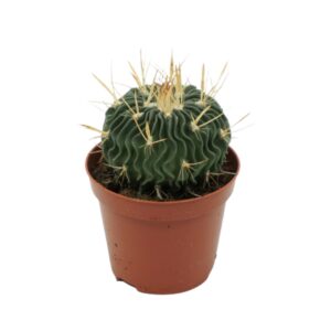 Cactus Echinofossulacactus 8,5 cm
(18 Plants/Order)(8.5cmP 12cmH)