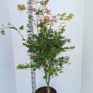Acer palmatum Osakazuki Acer palmatum 'Osakazuki'
(1 Plants/Order)(36cmP 130cmH)