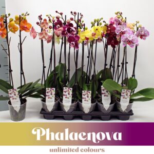 Phalaenopsis mixed mixed Budget 60cm (GROEN)
(14 Plants/Order)(12cmP 60cmH)