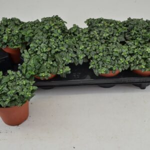 Fittonia FITTONIA GREEN MINIMA 12 CM
(9 Plants/Order)(12cmP 20cmH)