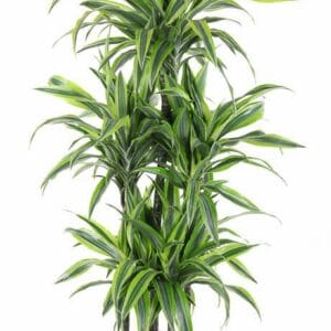 Dracaena Lemon Lime Dracaena Lemon Lime 90-carrousel
(1 Plants/Order)(31cmP 140cmH)