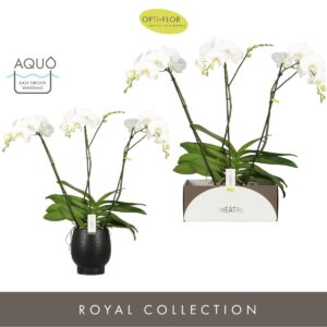 Phalaenopsis white more Ripsen Theatro Classico 3 spike in Abruzzo Black Aquo
(2 Plants/Order)(17cmP 85cmH)