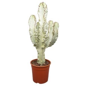 Euphorbia ingens Variegata Euphorbia marmorata in plastic Pot 24 cm
(2 Plants/Order)(24cmP 65cmH)