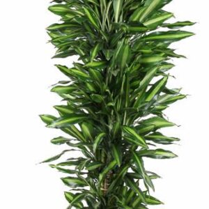 Dracaena Cintho Dracaena Cintho busch P40
(1 Plants/Order)(40cmP 210cmH)