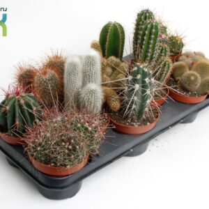 Cactus Cactus mix
(12 Plants/Order)(10.5cmP 15cmH)