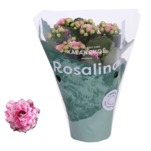 Kalanchoe Rosalina Don Alano Kalanchoe Rosalina 07cm Don Alano wit/roze
(16 Plants/Order)(7cmP 15cmH)